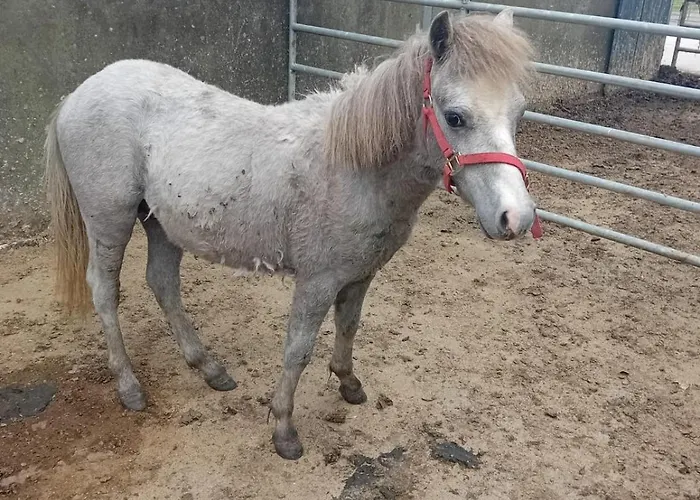 Katy Kellys Countryside Self Catering Roscommon